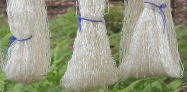 Teeswater Skeins Drying