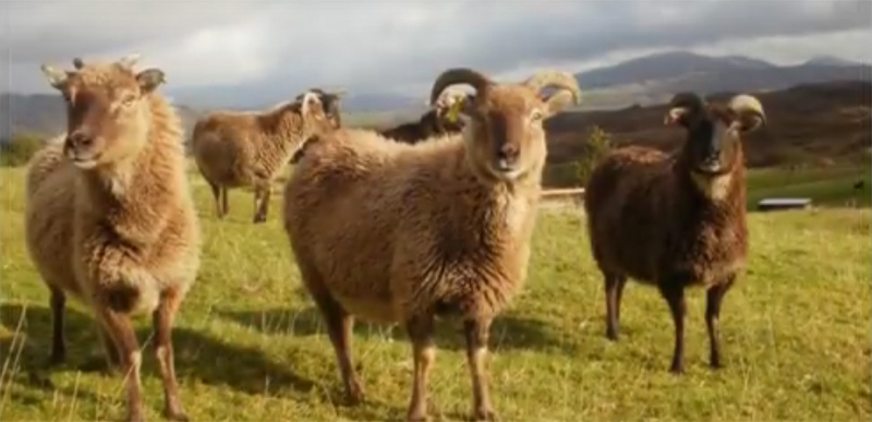 Kilvaree Croft Ewes